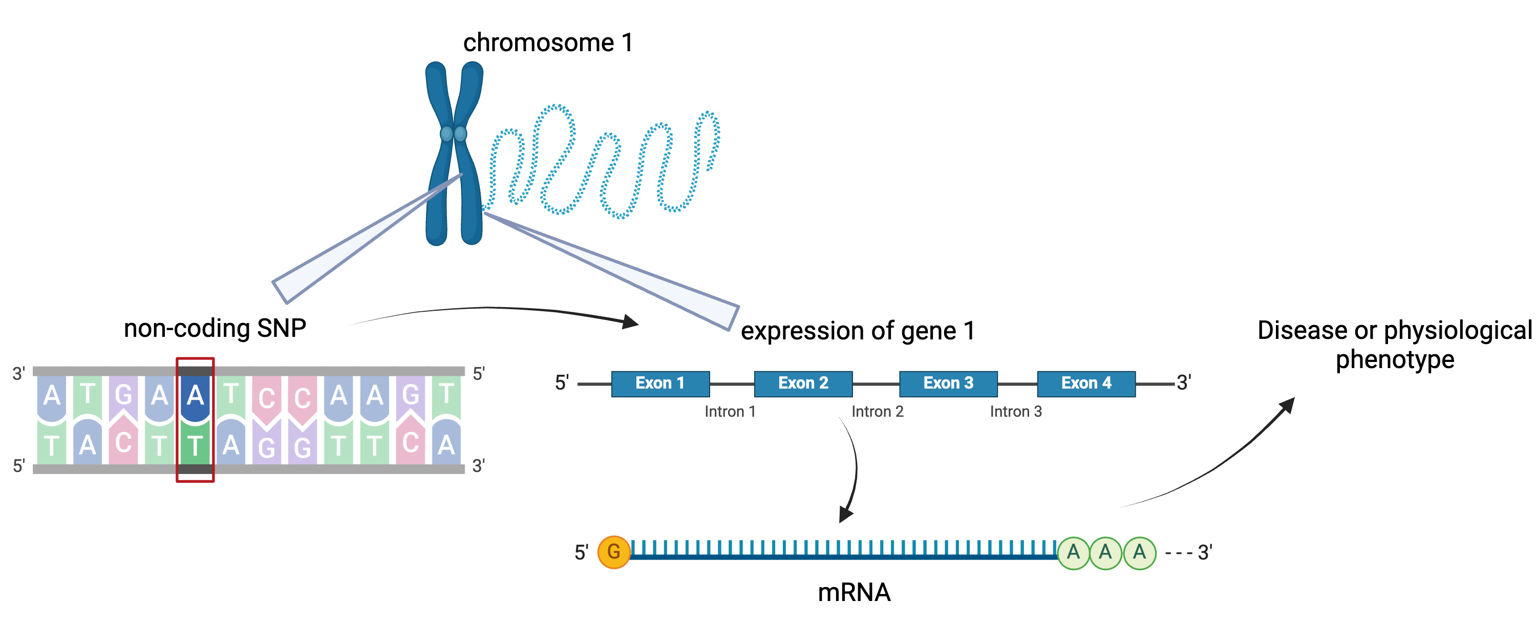 Figure showing SNP regulating gene which affects disease