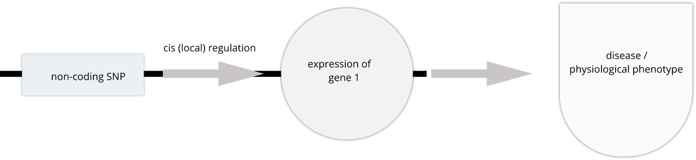 Figure showing SNP regulating gene which affects disease