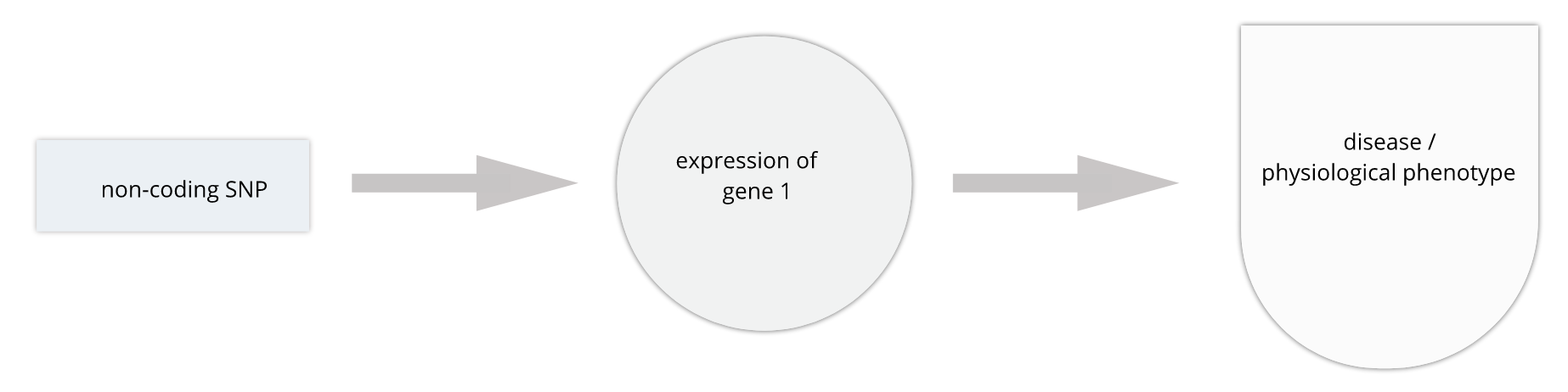 Figure showing regulation of gene by SNP