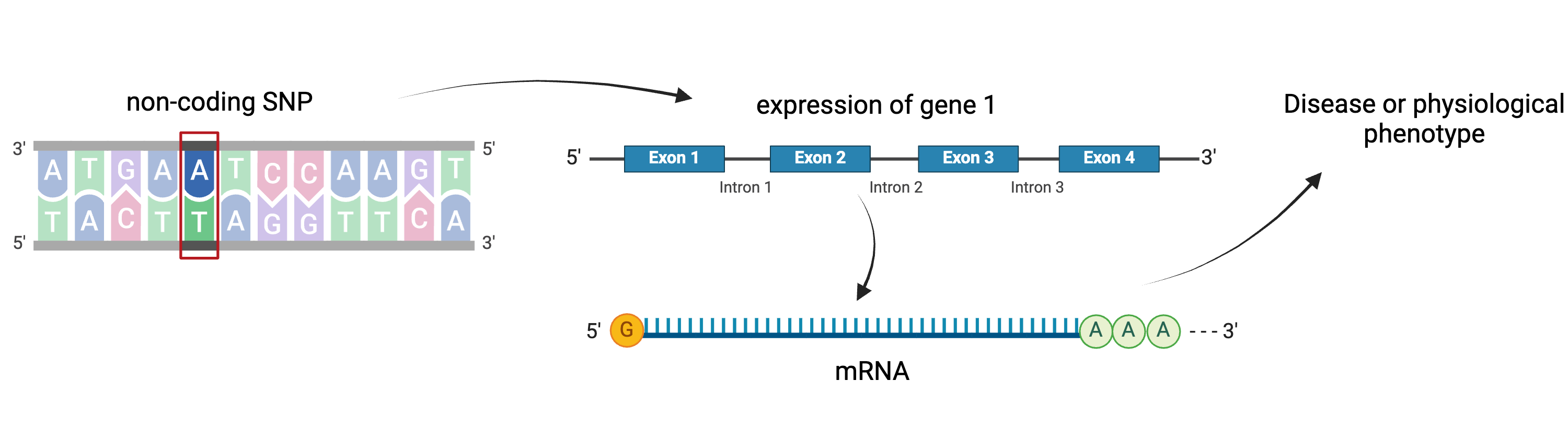 Figure showing regulation of gene expression by a SNP