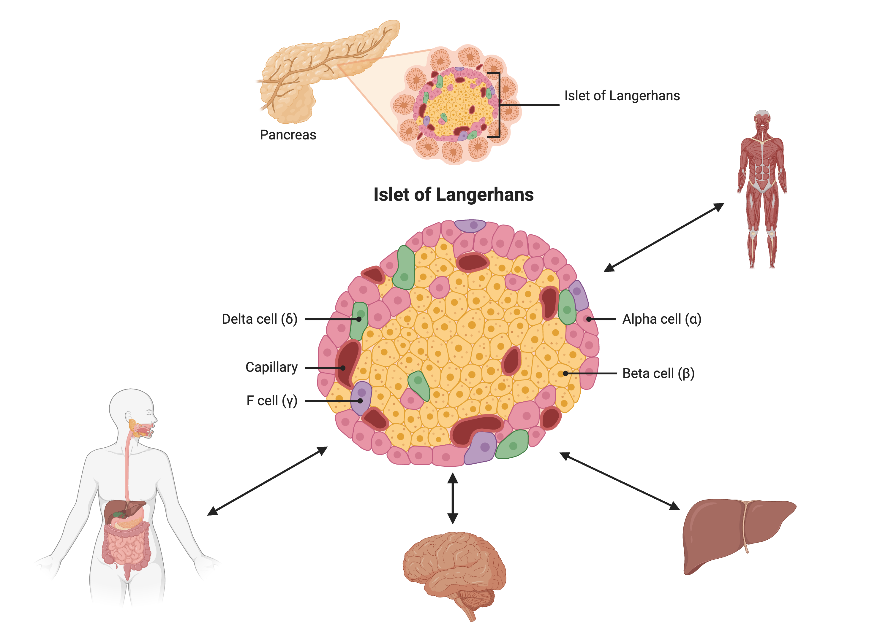 Figure showing the Islet of Langerhans in the pancreas, which is composed of alpha, beta, delta and gamma cells.