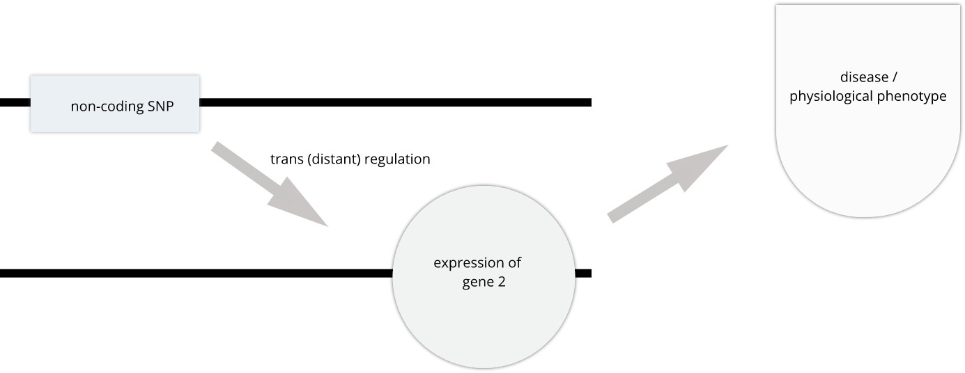 Figure showing trans regulation