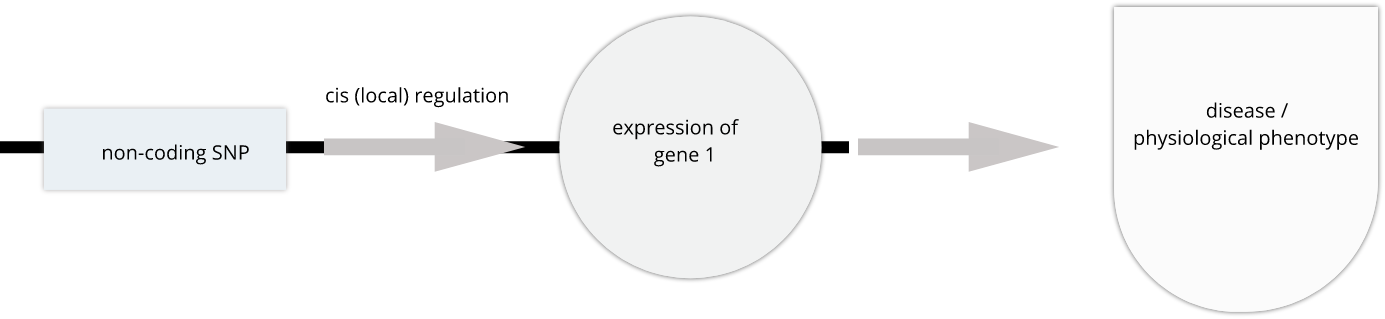 Genetic variants like SNPs often affect gene expression locally near the gene that they regulate (in cis).