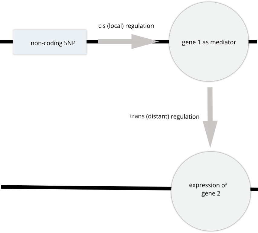 A non-coding SNP affects expression of gene 1 in cis. Gene 1 mediates expression of gene 2.