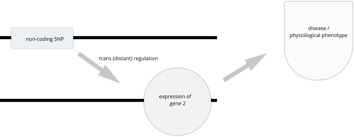 Alternatively, SNPs often affect gene expression distally from the gene that they regulate (in trans), often from a different chromosome altogether.