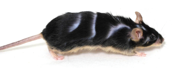 Image showing tufted hair loss in BTBR mouse