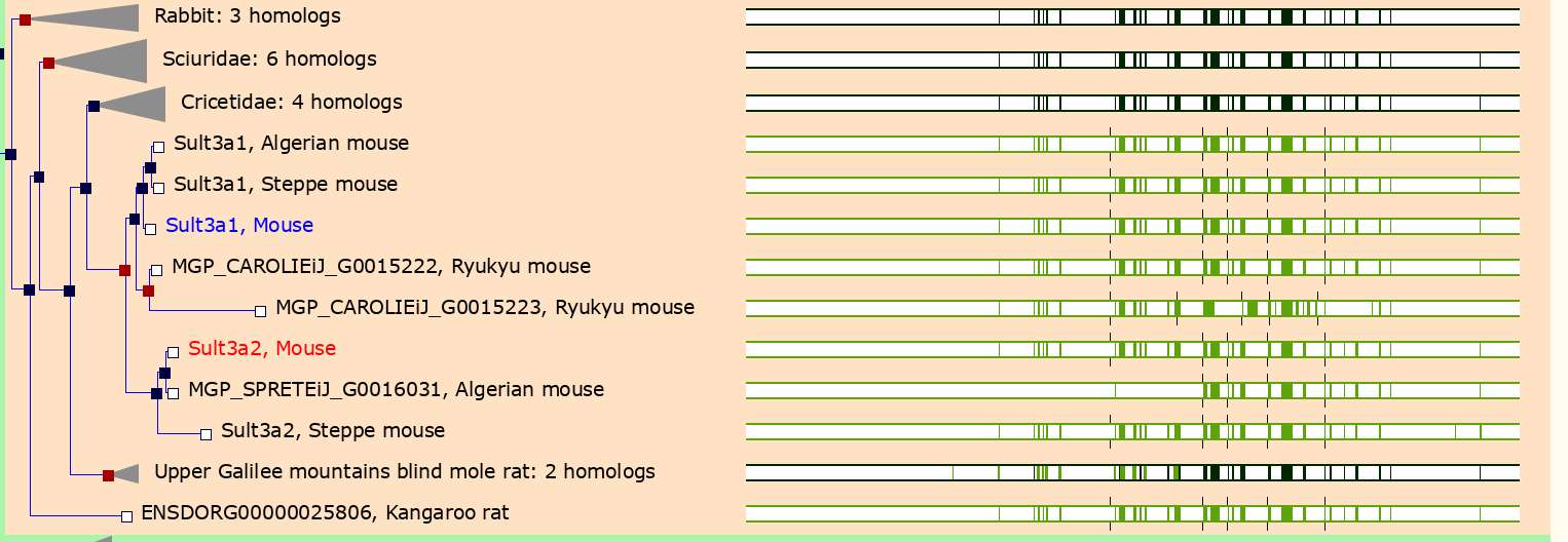 Ensembl gene tree of Sult3a1 & Sult3a2