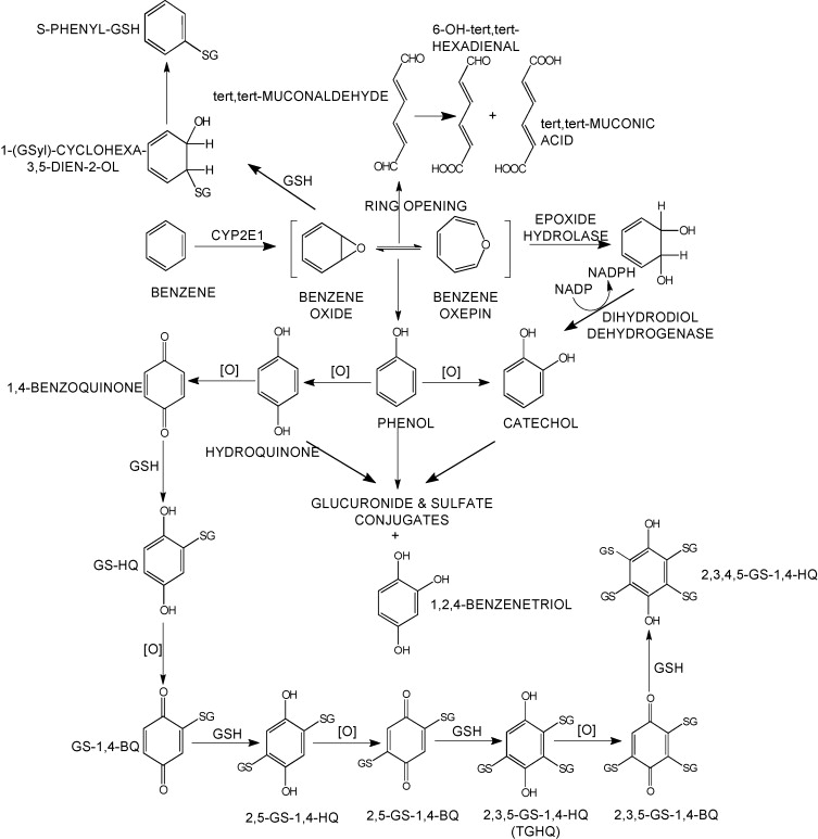 Benezene metabolism pathways