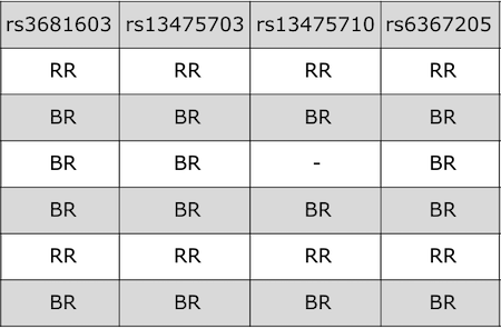 Table showing the mouse genotypes as BB, BR, and RR.