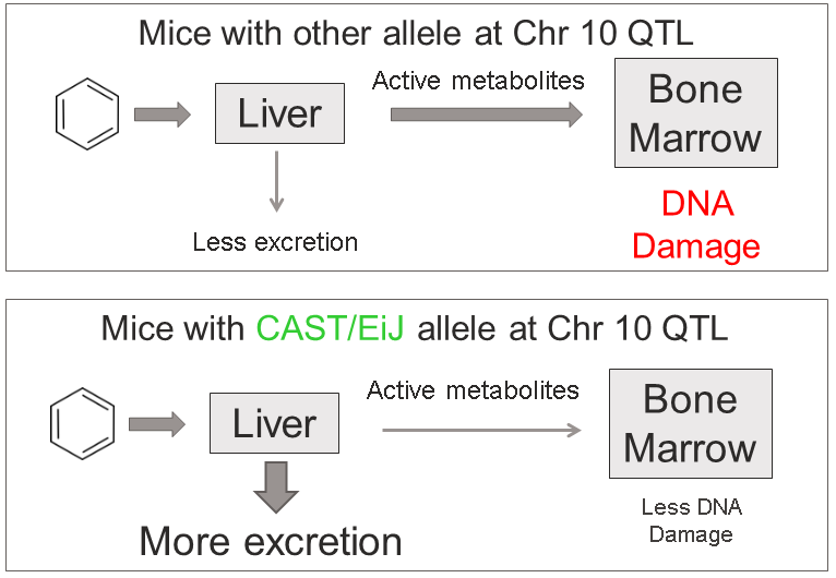 Benzene metabolism hypothesis