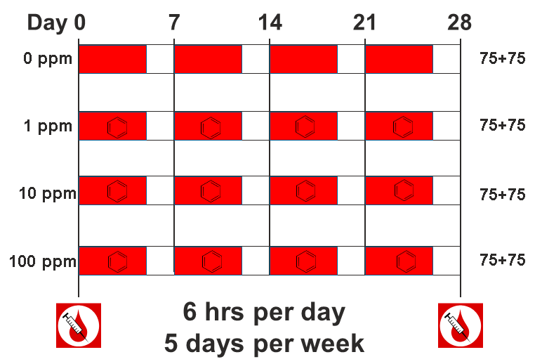 Benzene study dosing showing 6 hours per day, 5 days per week of inhalation.