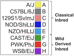 Figure showing the colors and letter codes of the CC/DO founders.