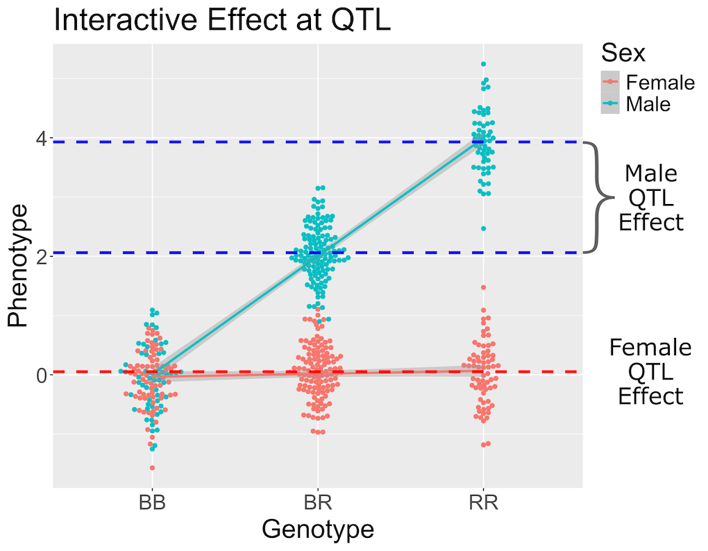 Figure showing interactive sex by QTL effects