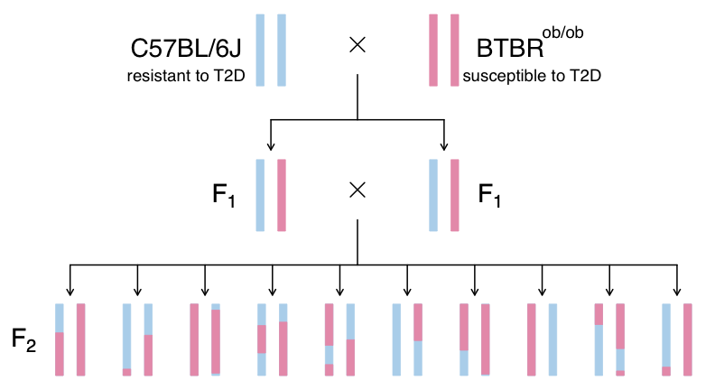 Figure showing intercross breeding design.