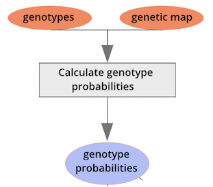 a workflow diagram showing genotypes and genetic maps used to calculate genotype probabilities