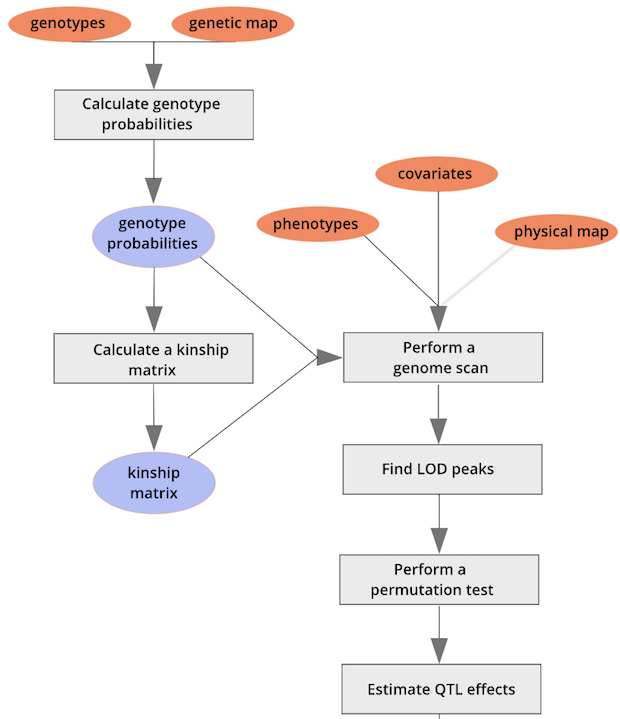 A diagram showing mapping steps up to estimating QTL effects.