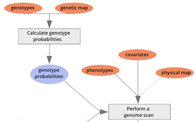 A workflow diagram showing genotypes and genetic map used to calculate genotype probabilities which are then used to perform a genome scan along with phenotypes, covariates, and an optional physical map