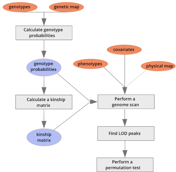 A diagram showing mapping steps including calculating genotype probabilities, calculating kinship, performing a genome scan, finding QTL peaks, and performing a permutation test.