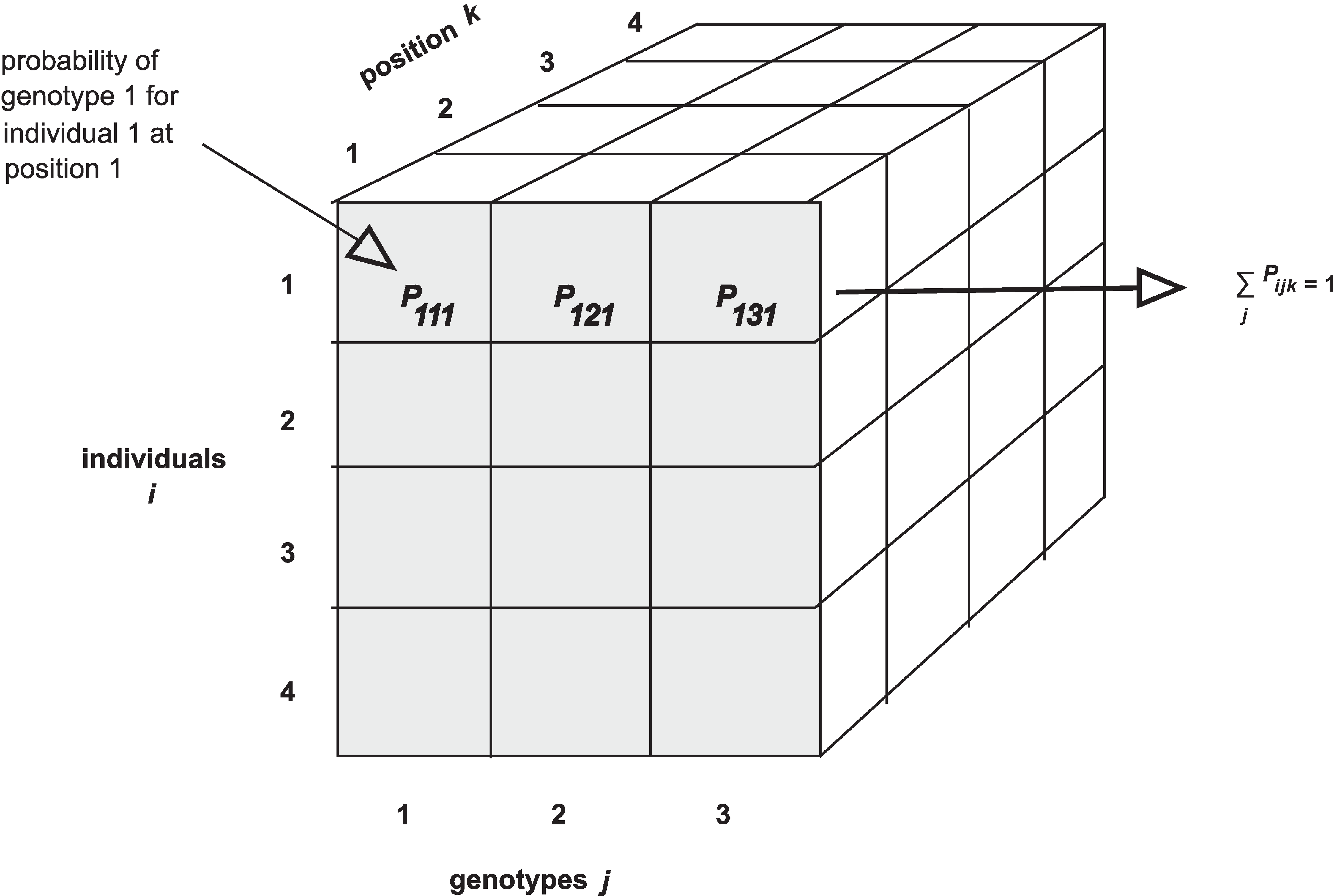 Figure showing three-dimensional array of genotype probabilities (genoprobs)