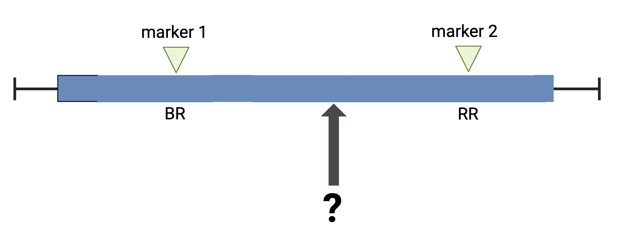 Genotype probabilities must be calculated between typed markers; adapted from Broman & Sen, 2009