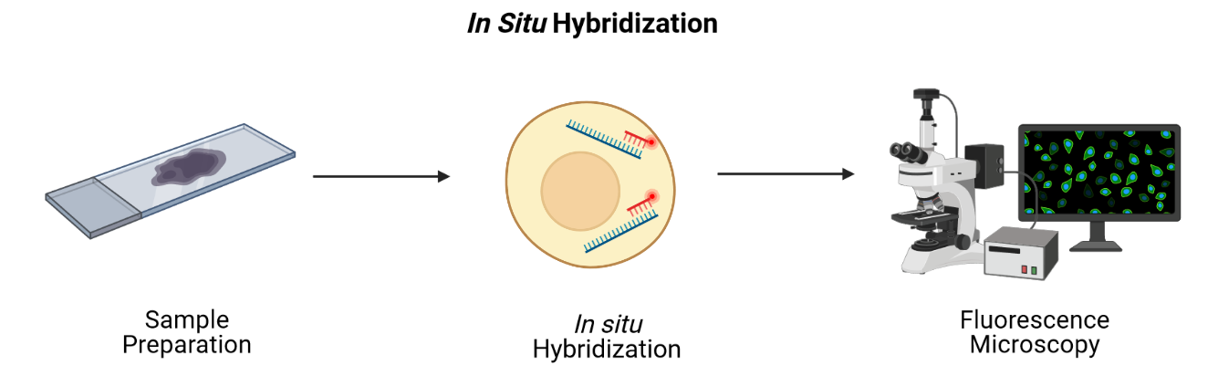 a general schematic showing fluorescence in situ hybridization