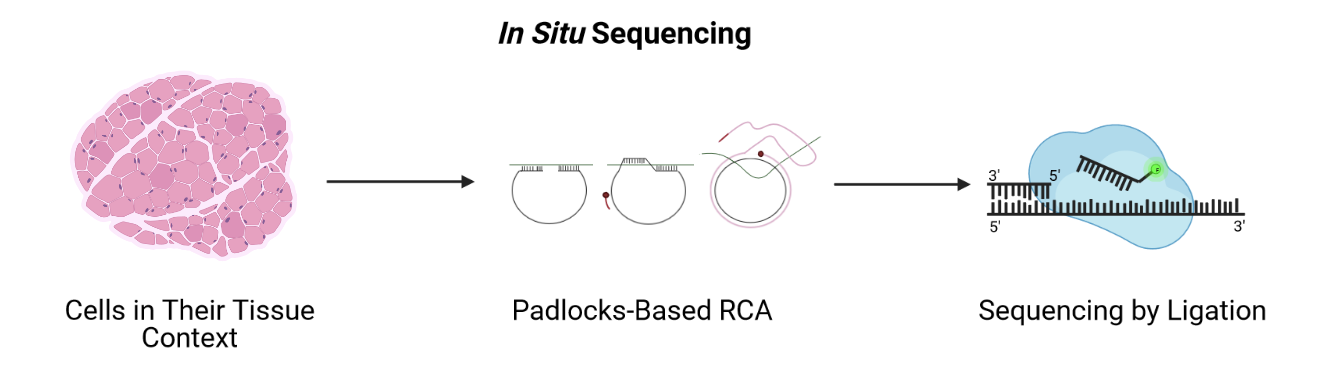 a general schematic showing in situ sequencing
