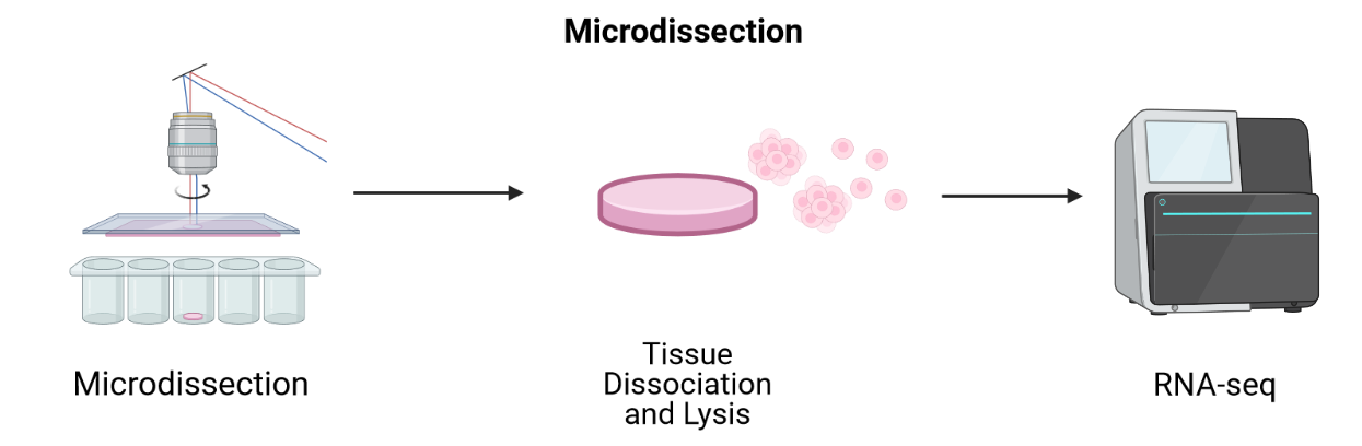 a general schematic showing laser-capture microdissection 