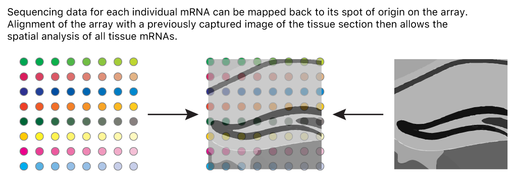 A graphic showing printed spots on a glass slide that are identified by a barcode and that contain primers to capture messenger RNA from the tissue laid on top of them