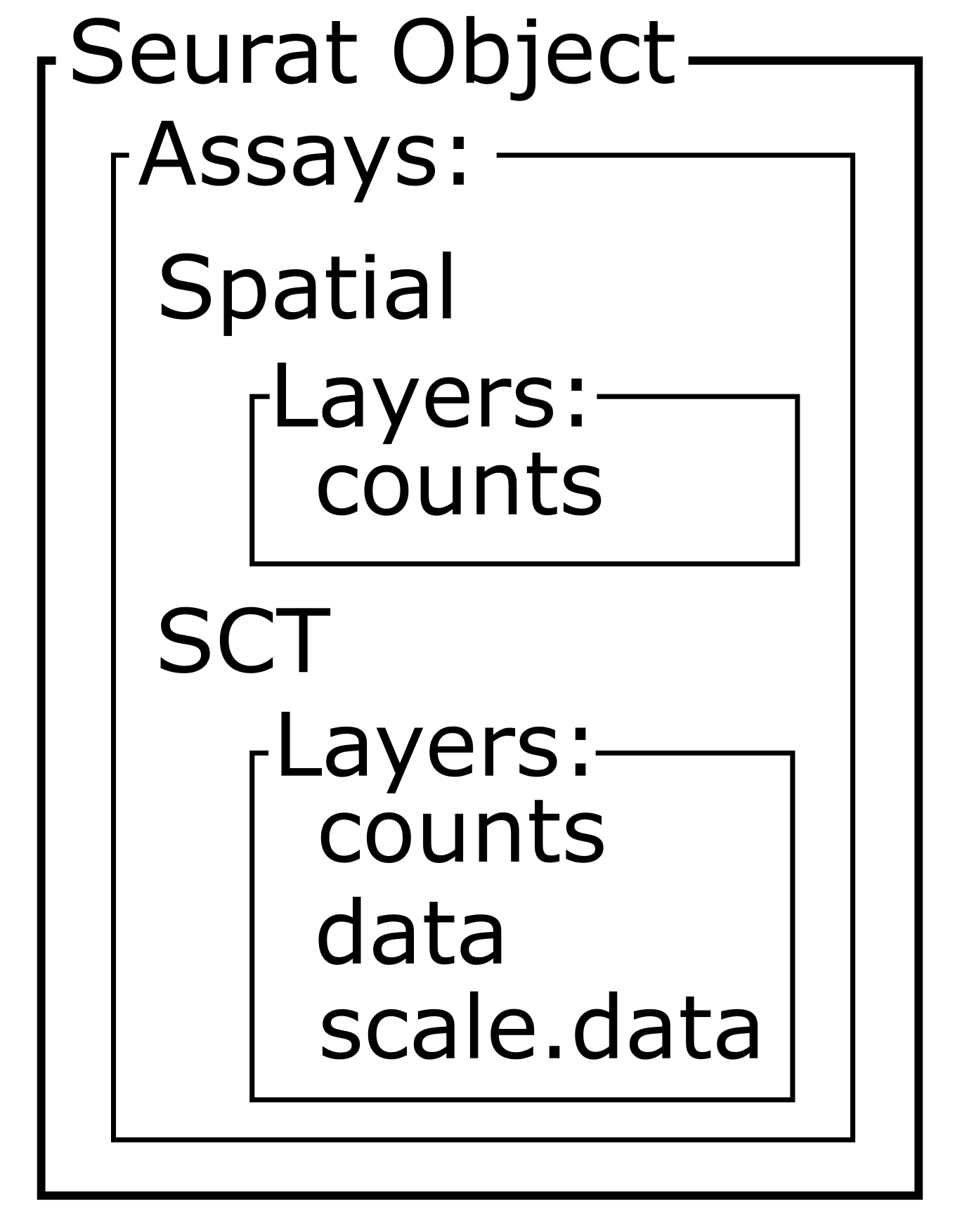 A diagram of the sttructure of a Seurat object showing the assays (Spatial & SCT) and Layers (counts, data & scale.data.