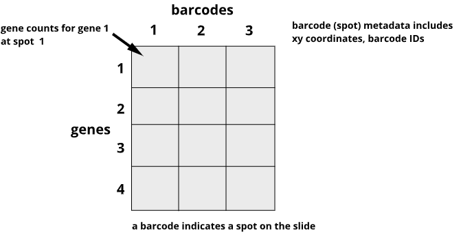 An example of spatial transcriptomics data showing genes in rows and barcodes (spots) in columns