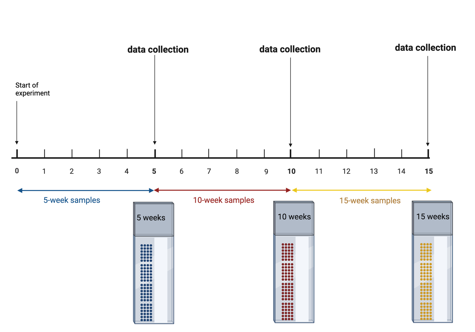 An experiment with three timepoints at 5, 10 and 15 weeks. At the end of the first 5 weeks, those samples are run through Visium. This is repeated at 10 and 15 weeks.